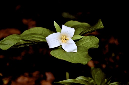 Trillium 5579