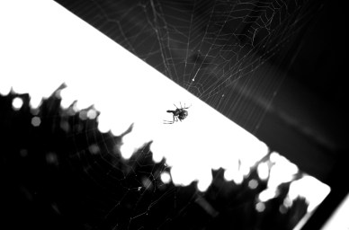 Spider