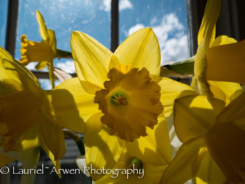 Daffodil