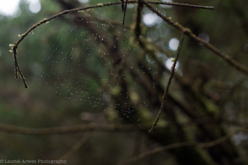 Spider Web 2
