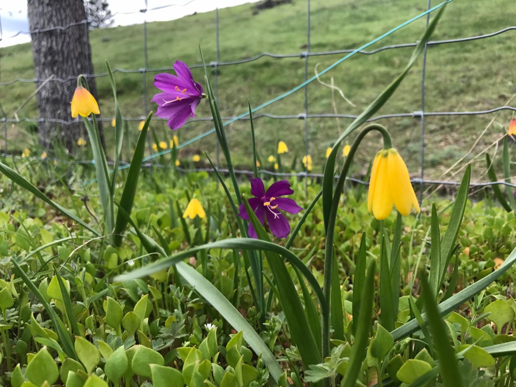 Flowers of the Columbia River Gorge