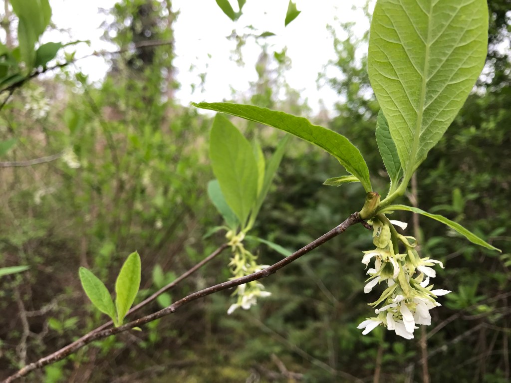 Spring in the Forest