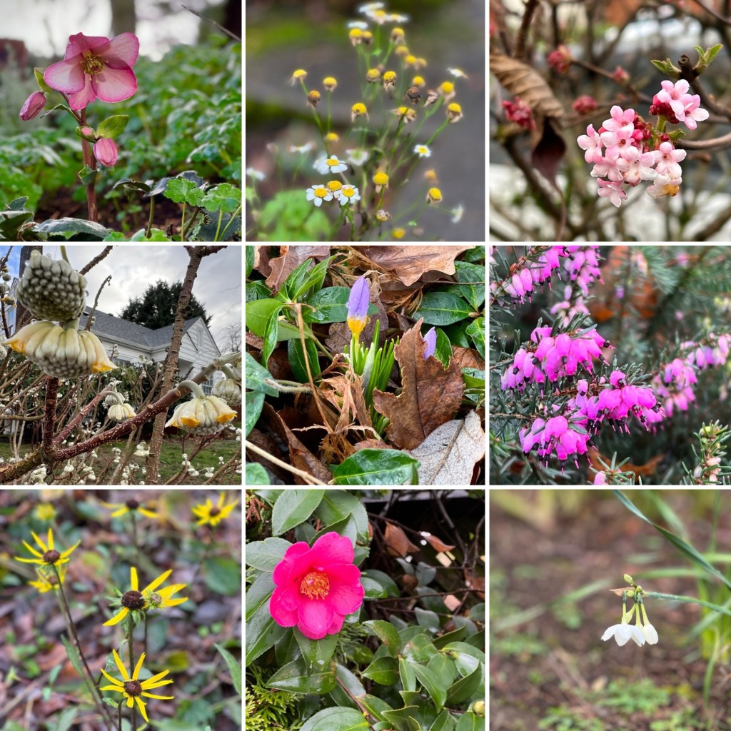 Winter Walk in NE Portland