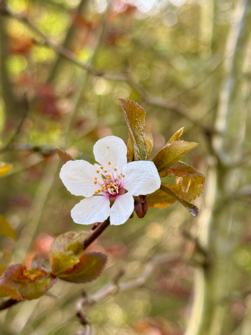 Suburban Nature Walk in Tigard, Oregon